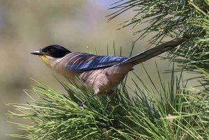 Azure-winged Magpie