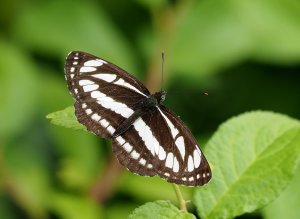 Common Glider