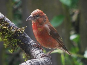 Crossbill