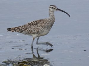 Whimbrel