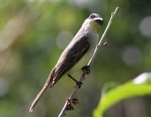 Gray Kingbird