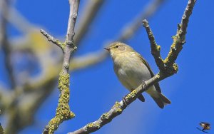 Chiffchaff