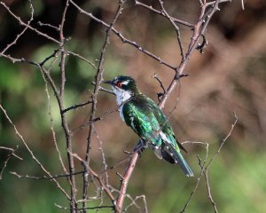 Dideric Cuckoo