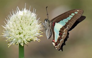 Common Bluebottle