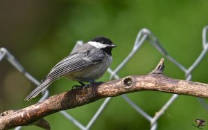 Carolina Chickadee