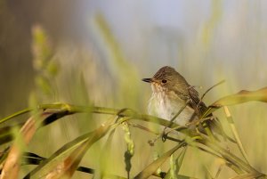 Spotted flycatcher