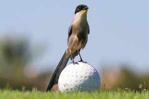 Azure-winged Magpie