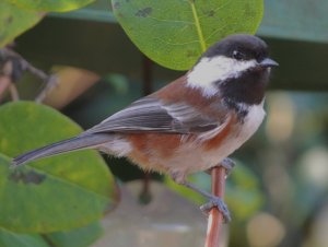 Chestnut-backed Chickadee