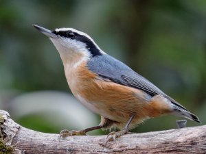 Red-breasted Nuthatch