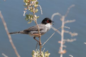 Sardinian Warbler