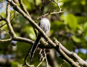 Long Tailed Tit