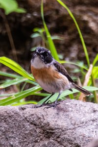 Reunion Stonechat