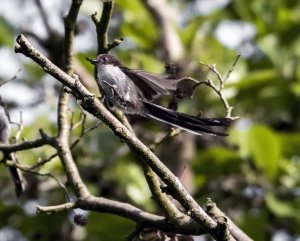 Long Tailed Tit (Landing)