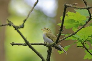 Wood Warbler