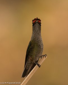 Green-backed Fire-crown Hummingbird