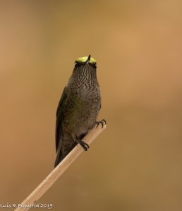 Green-backed Fire-crown