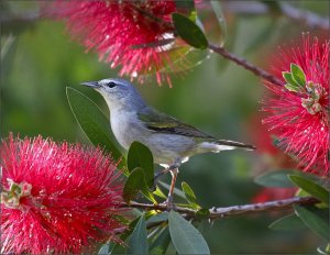 Tennessee Warbler (male)