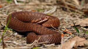 Common European Adder