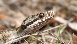 Common European Adder