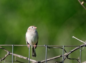 Field Sparrow