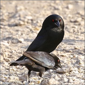 Bronzed Cowbird (male)