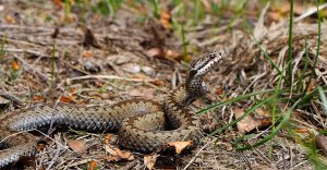 Common European Adder