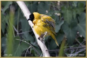 Black-headed Weaver