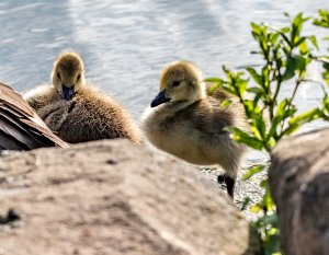 Goslings