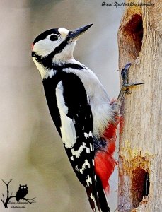 Great Spotted Woodpecker