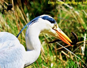 Grey Heron with an eel