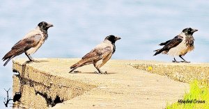 Hooded Crows