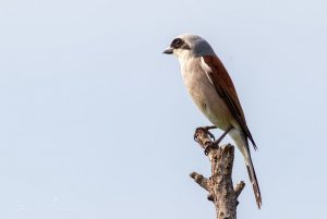 Red-backed shrike