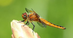 Scarce Chaser