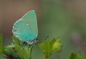 Green Hairstreak