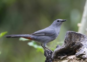 Gray Catbird