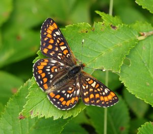 Scarce Fritillary