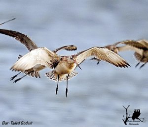 Bar-tailed godwits