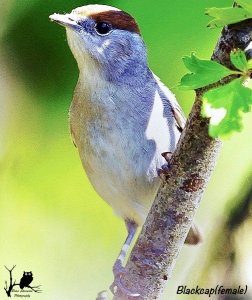 female Blackcap