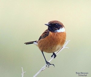 Stonechat