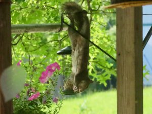 Acrobat squirrel