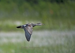 Gadwall on the Wing!