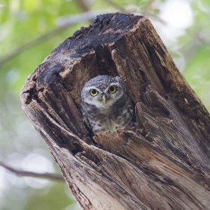 Spotted Owlet