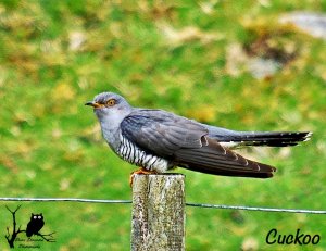 Cuckoo