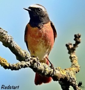 Redstart