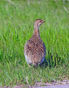 Sharp-tailed Grouse