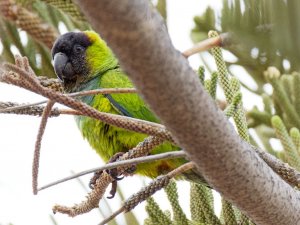 Nanday Parakeet