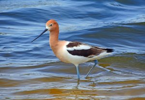 American Avocet