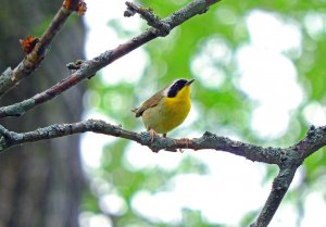 Common Yellowthroat