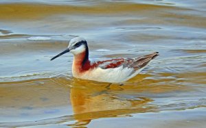 Wilson's Phalarope - Female