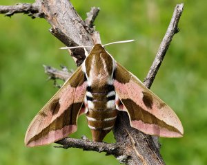 Spurge Hawk-Moth
